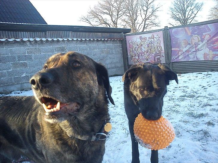 Blanding af racer Columbo "Oh, there's just billede 19