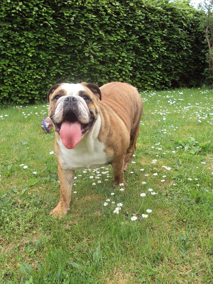 Engelsk bulldog Chili billede 12