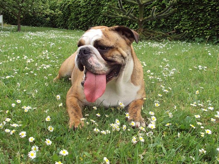 Engelsk bulldog Chili billede 13