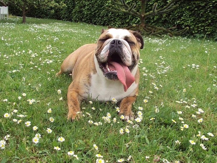 Engelsk bulldog Chili billede 14