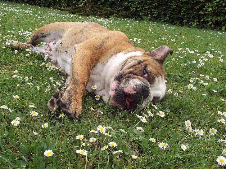 Engelsk bulldog Chili billede 16