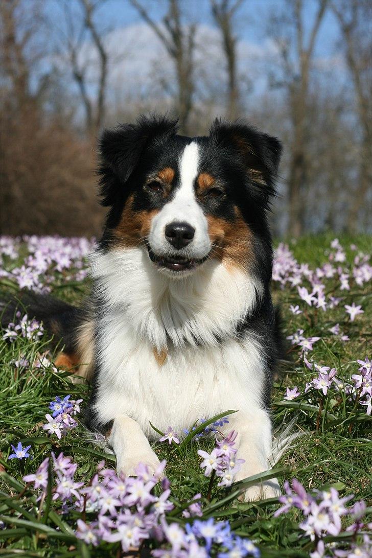 Australian shepherd Gracie - Så blev det forår.:-) billede 1