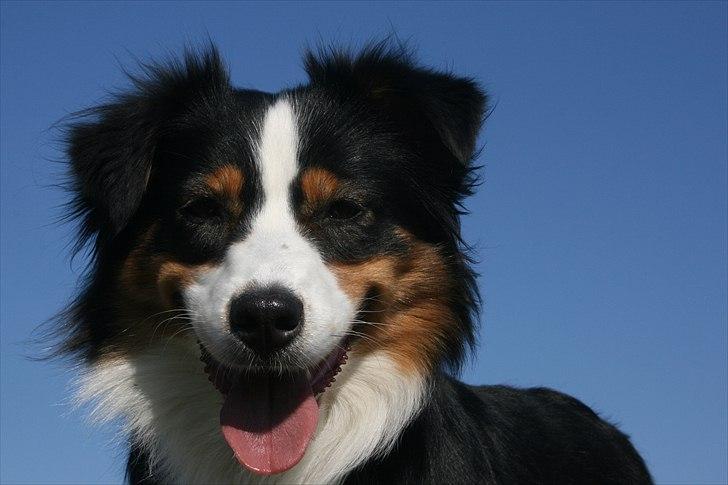 Australian shepherd Gracie - April 11 billede 17