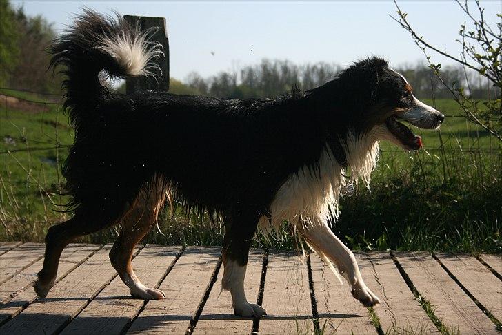Australian shepherd Gracie - Badning i åen april 11 billede 18