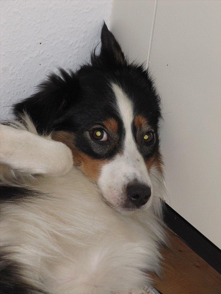 Australian shepherd Gracie - Trææææt lille hund billede 19