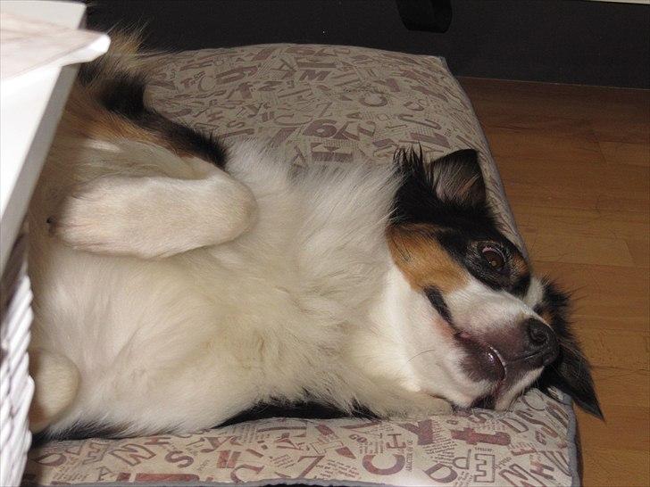 Australian shepherd Gracie - Hahahaha billede 20