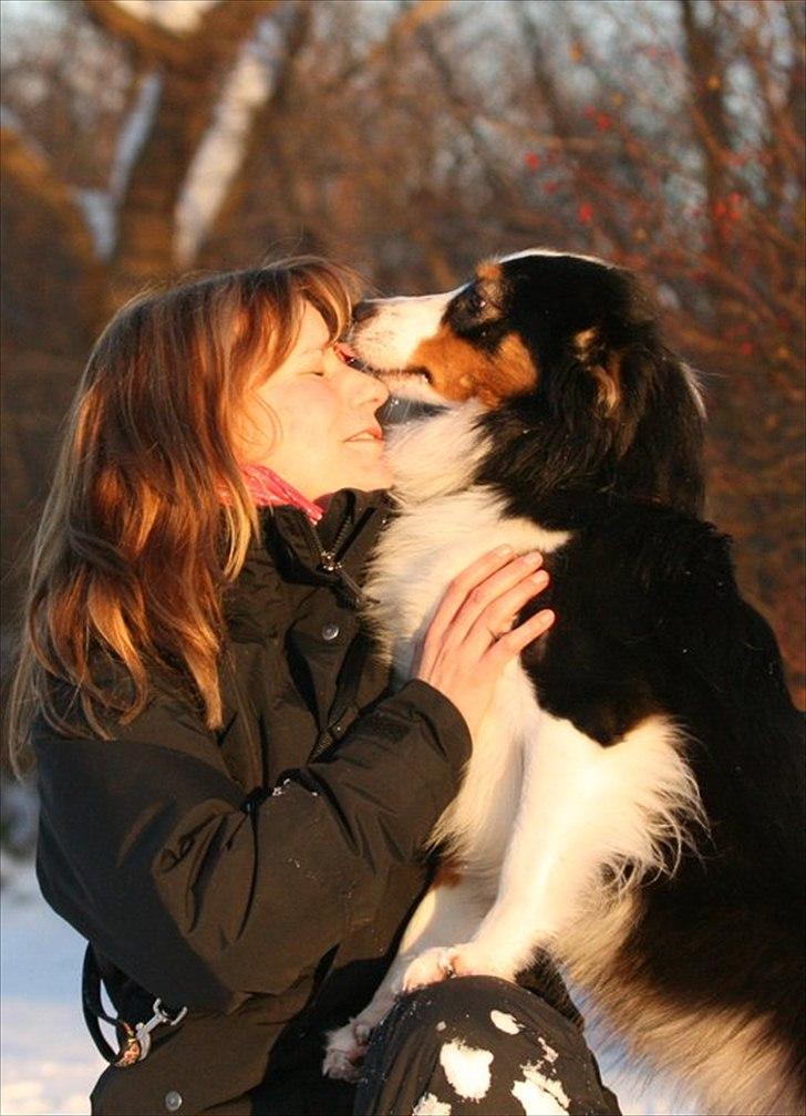 Australian shepherd Gracie - Soulmates <3 billede 2