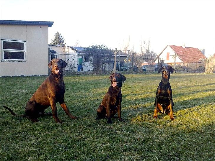 Dobermann torontos ronja RIP. - Her er Ronja sammen med Eos og Zita billede 6