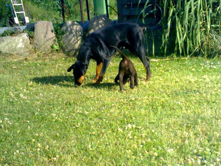 Dobermann torontos ronja RIP. - Ronja passer godt på Zita, der er 8 uger  billede 7