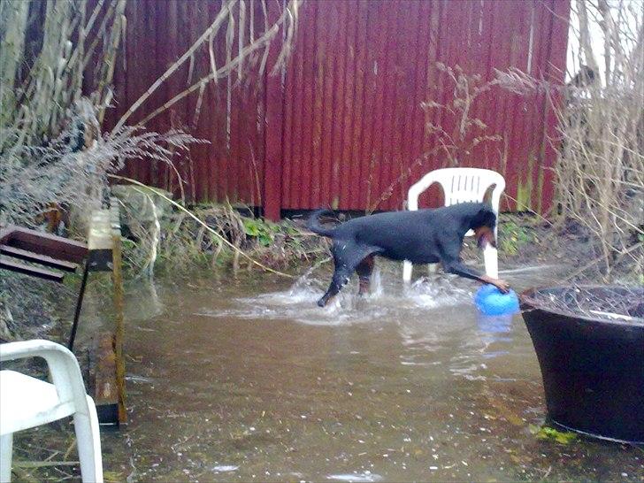 Dobermann torontos ronja RIP. - Ronja "tonser" med hendes bold i en stor vandpyt i haven billede 8