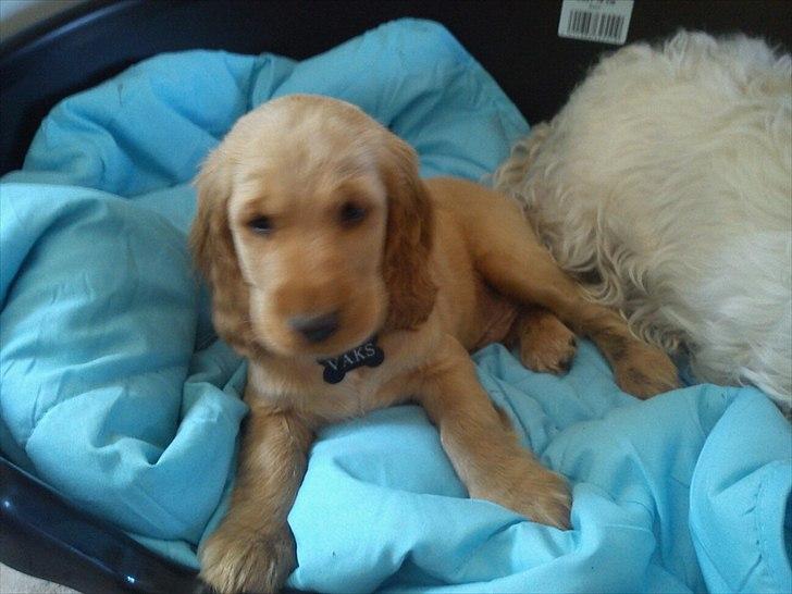 Cocker spaniel Vaks billede 1