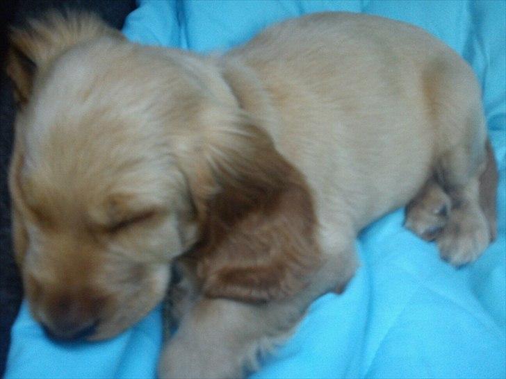 Cocker spaniel Vaks billede 2