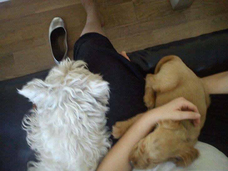 Cocker spaniel Vaks - begge hunde var trætte efter en tur i skoven billede 3