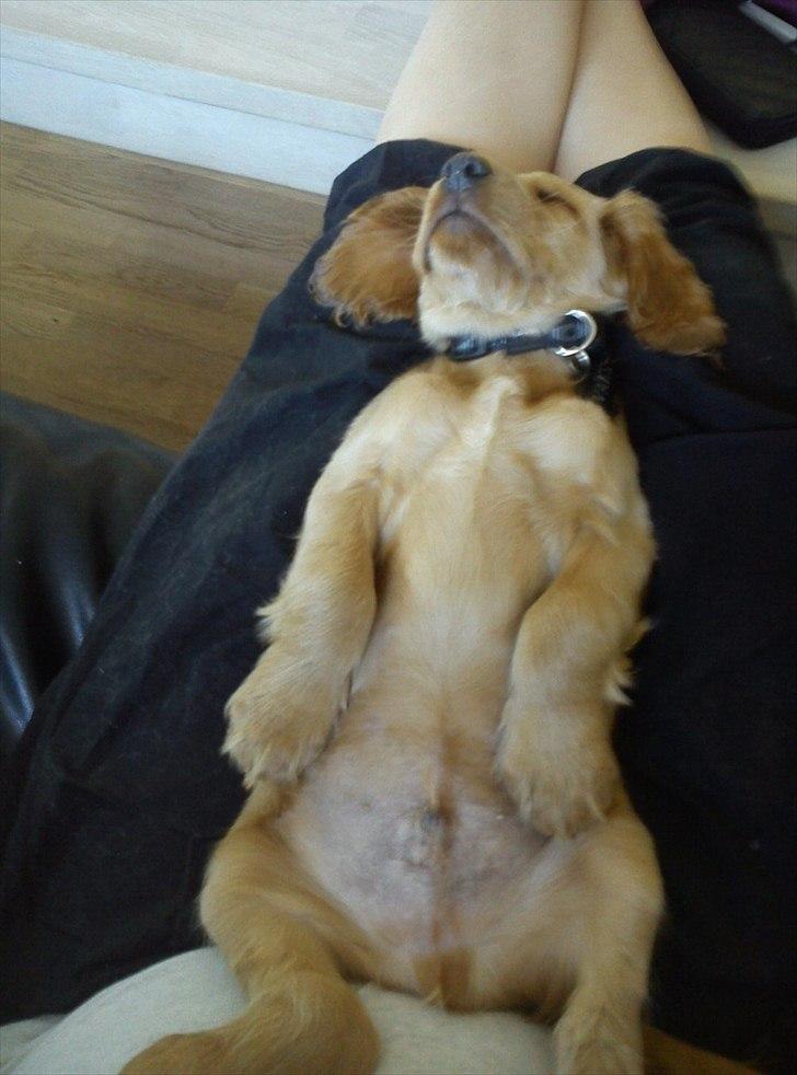 Cocker spaniel Vaks - Vaks blev træt efter en lang tur i skoven billede 4