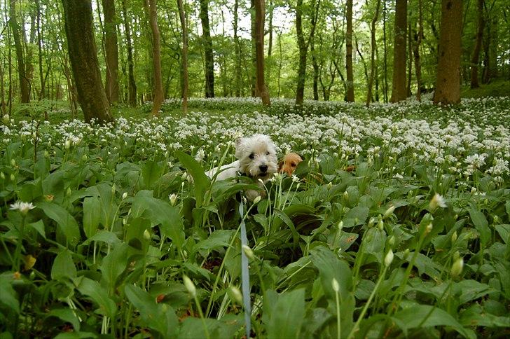 Cocker spaniel Vaks billede 5
