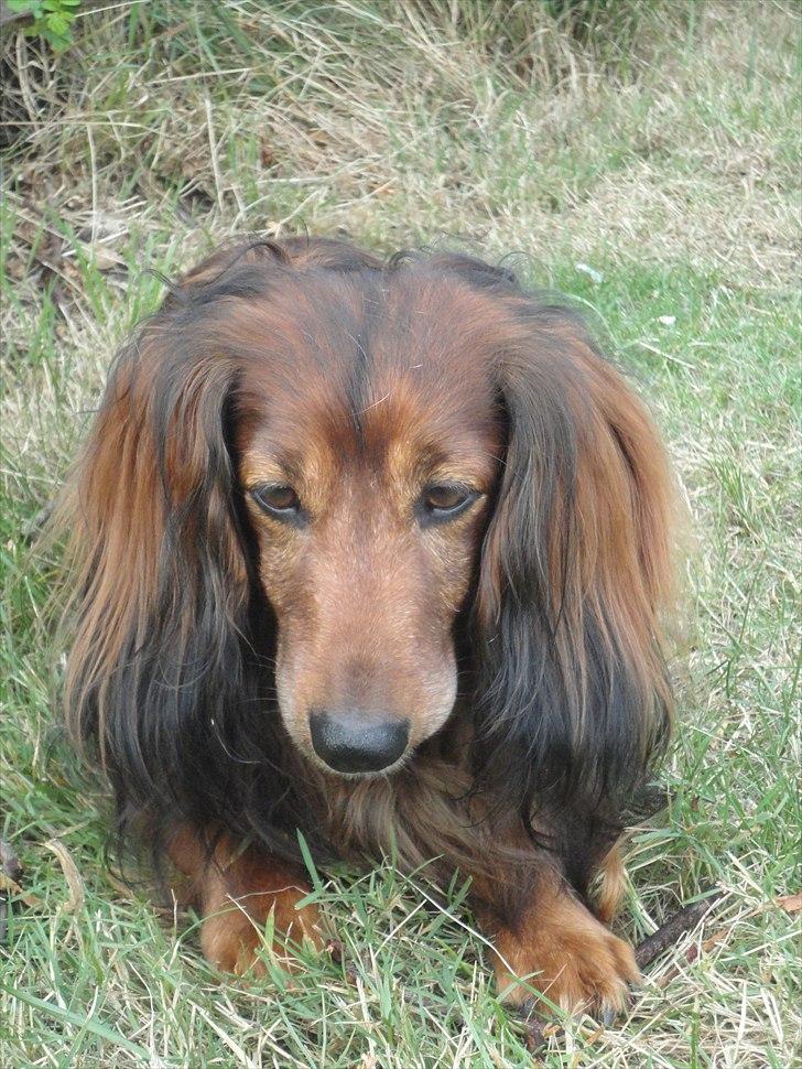 Gravhund Walter - Du mit smil, min lykke, min glæde, du hele mit liv. <3 billede 10