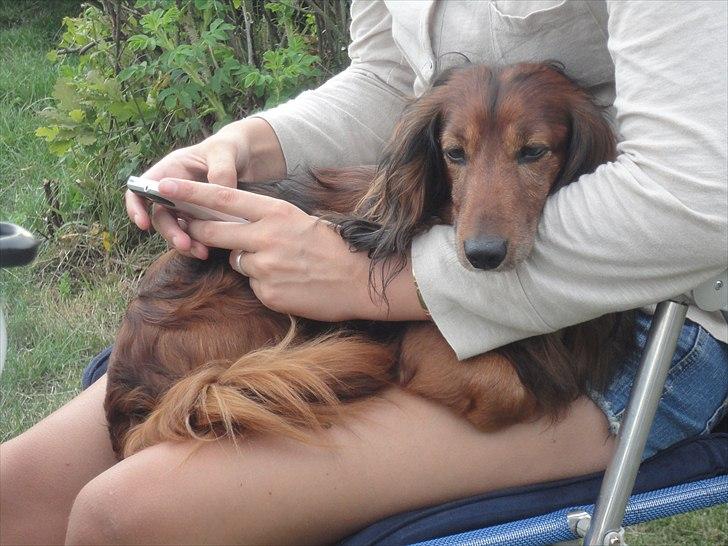 Gravhund Walter - Det ikke glæden ved din gerning, det er glæden ved selve dig!<3 billede 14