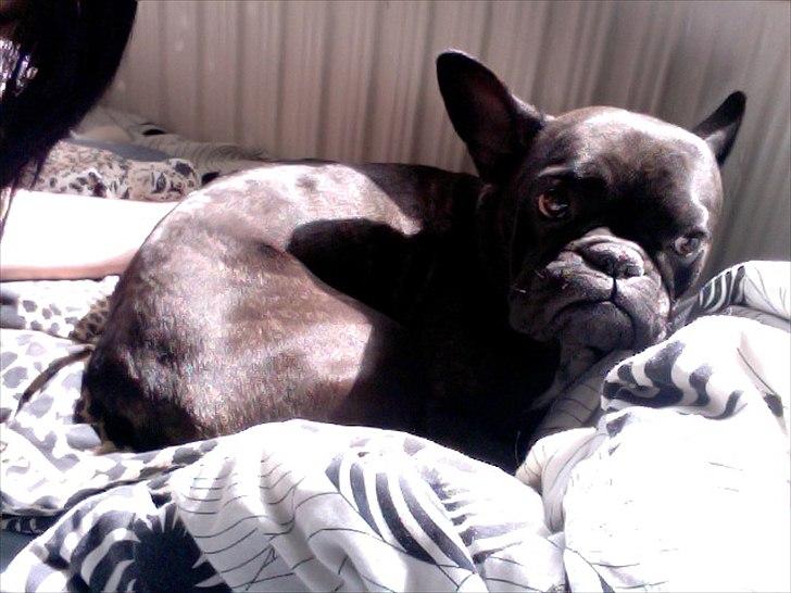 Fransk bulldog Mitzy - Ihh lige taget det er billede kom hjem og så lå hun og dasede i sengen OP MITZY!! KL ER ALTSÅ 14:13 :) billede 9