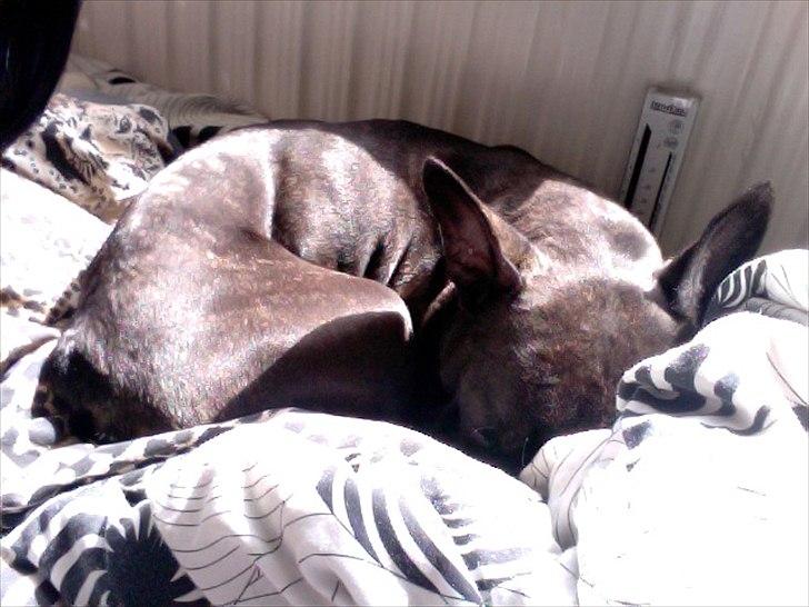 Fransk bulldog Mitzy - Så gemmer hun sig i dynen BANDIT ;) billede 10