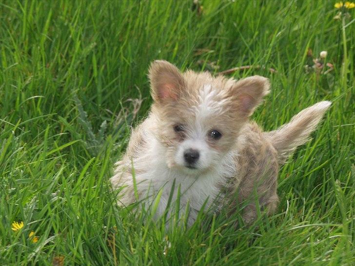 Podengo portugues pequeno Godfreids Persille - Persille 10 uger gammel, og består mest af et par kæmpe ører og en hale der går som en propel. at tage et billed der ikke er sløret af fart er næsten umuligt. billede 1