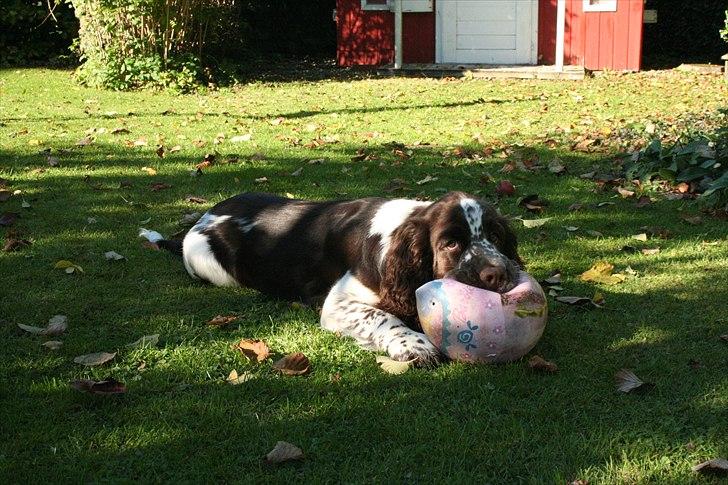 Engelsk springer spaniel Baloo *R.I.P* billede 3