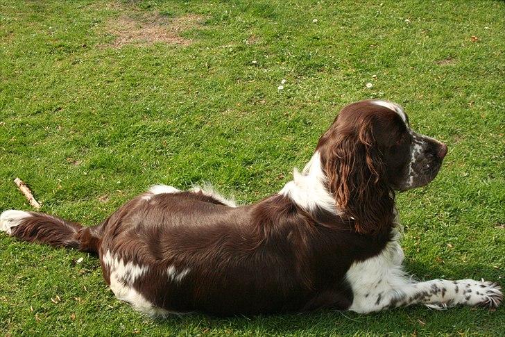 Engelsk springer spaniel Baloo *R.I.P* billede 11
