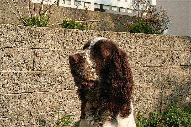 Engelsk springer spaniel Baloo *R.I.P* billede 13