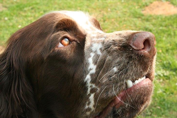 Engelsk springer spaniel Baloo *R.I.P* billede 15