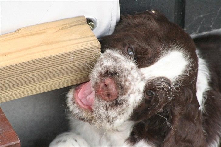 Engelsk springer spaniel Baloo *R.I.P* billede 5