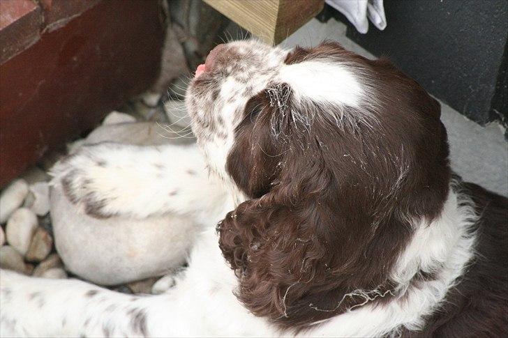 Engelsk springer spaniel Baloo *R.I.P* billede 9