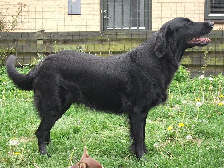Flat coated retriever Alma - engle barnet/koldbøtte - lille flatter mus..
19-05-2011 billede 1