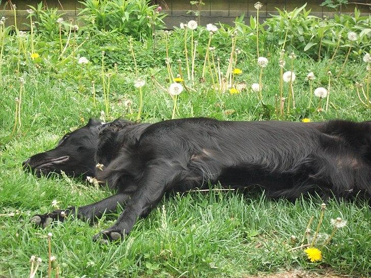 Flat coated retriever Alma - engle barnet/koldbøtte - slapper li...
19-05-2011 billede 16
