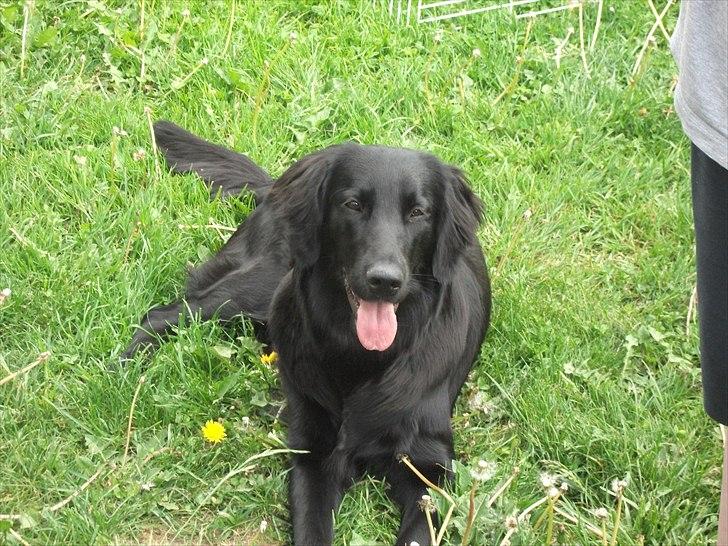 Flat coated retriever Alma - engle barnet/koldbøtte - 19-05-2011 billede 17