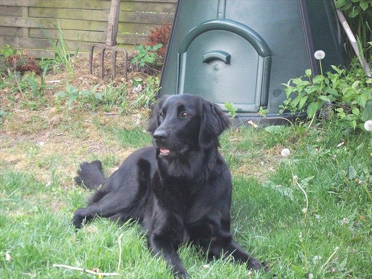 Flat coated retriever Alma - engle barnet/koldbøtte - 19-05-2011 billede 18