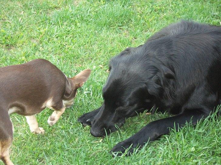 Flat coated retriever Alma - engle barnet/koldbøtte - mmm der er mange lækre ting i haven...
19-05-2011 billede 19