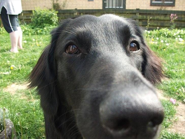 Flat coated retriever Alma - engle barnet/koldbøtte - 19-05-2011 billede 20