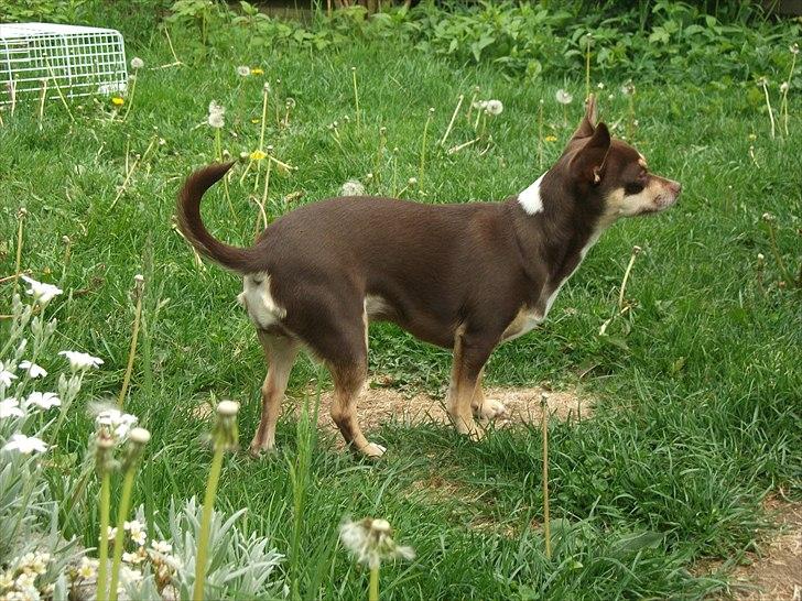 Chihuahua Aio - djævlens barn ;) - 19-05-2011 billede 17