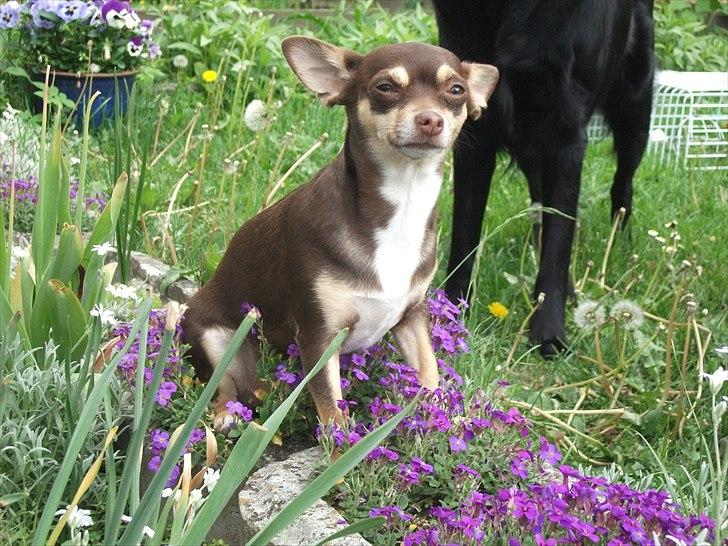 Chihuahua Aio - djævlens barn ;) - 19-05-2011 billede 18