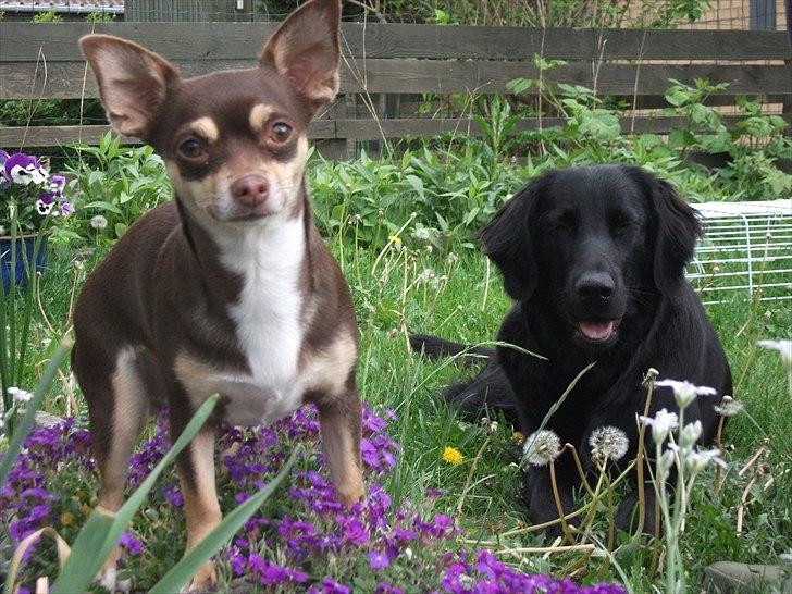 Chihuahua Aio - djævlens barn ;) - 19-05-2011 billede 1