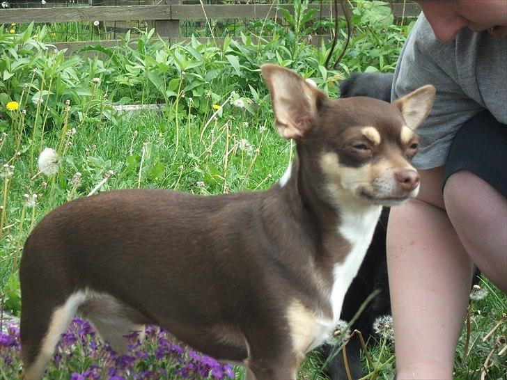 Chihuahua Aio - djævlens barn ;) - 19-05-2011 billede 19