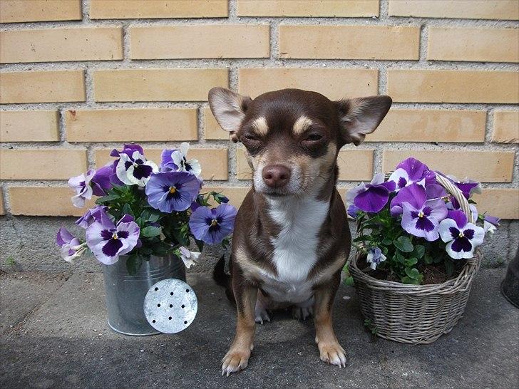 Chihuahua Aio - djævlens barn ;) - pingvinen...
19-05-2011 billede 20