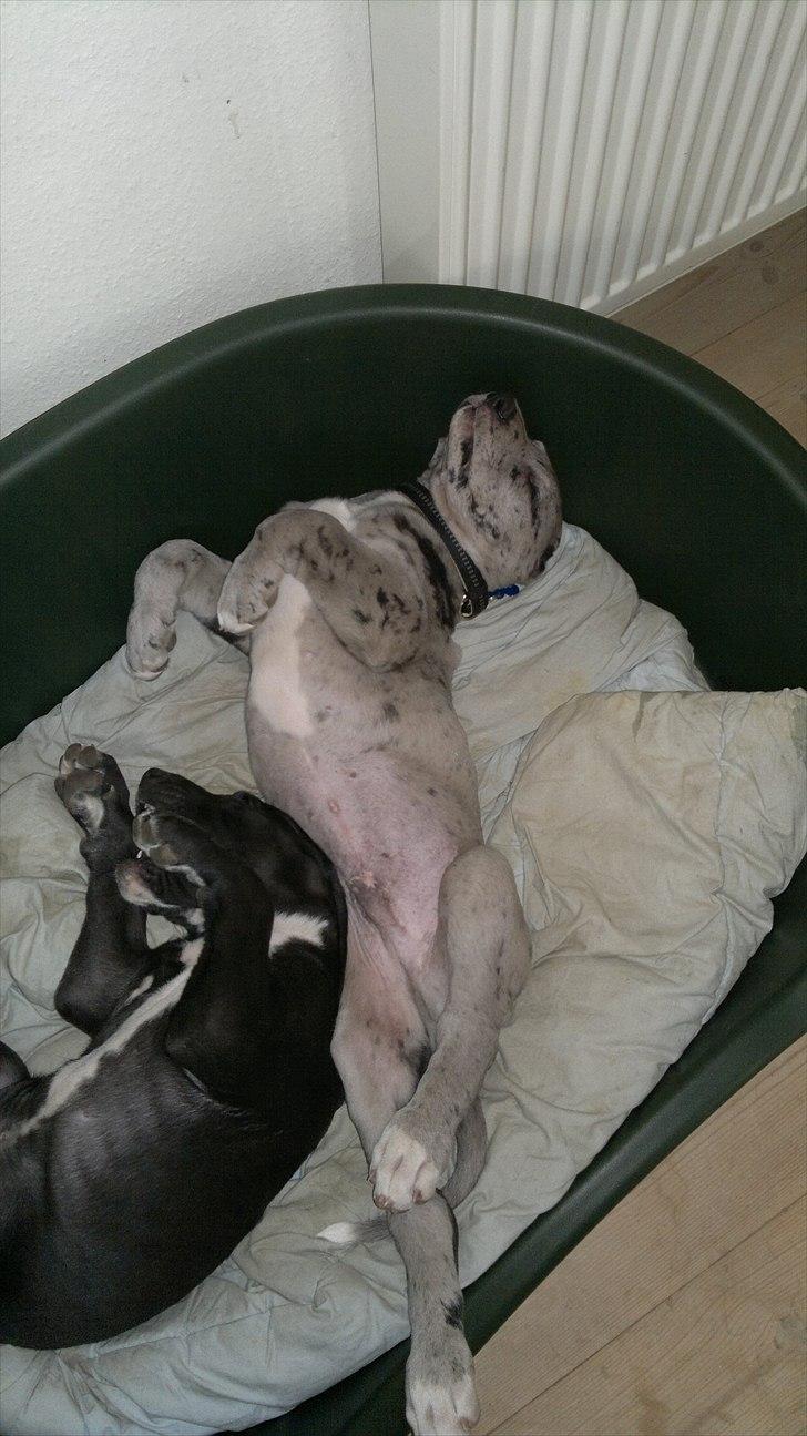 Grand danois Cognac billede 4