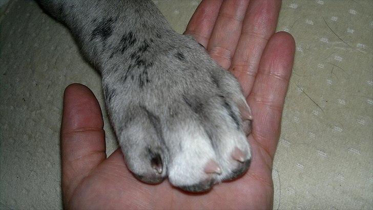 Grand danois Cognac - Cognac Pote på Mors hund. 8 uger billede 12