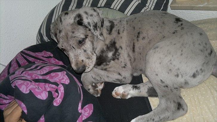 Grand danois Cognac billede 20