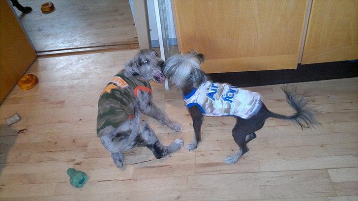 Grand danois Cognac - Cognac & Cocio Leger billede 15