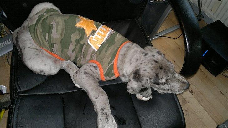 Grand danois Cognac billede 10