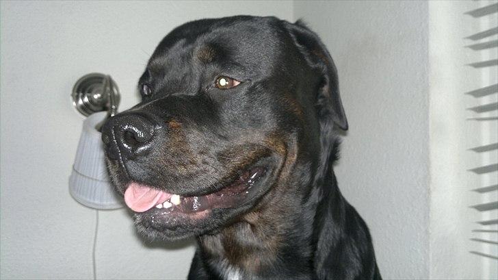 Blanding af racer GD&ROTTWEILER - Cola - billede 6