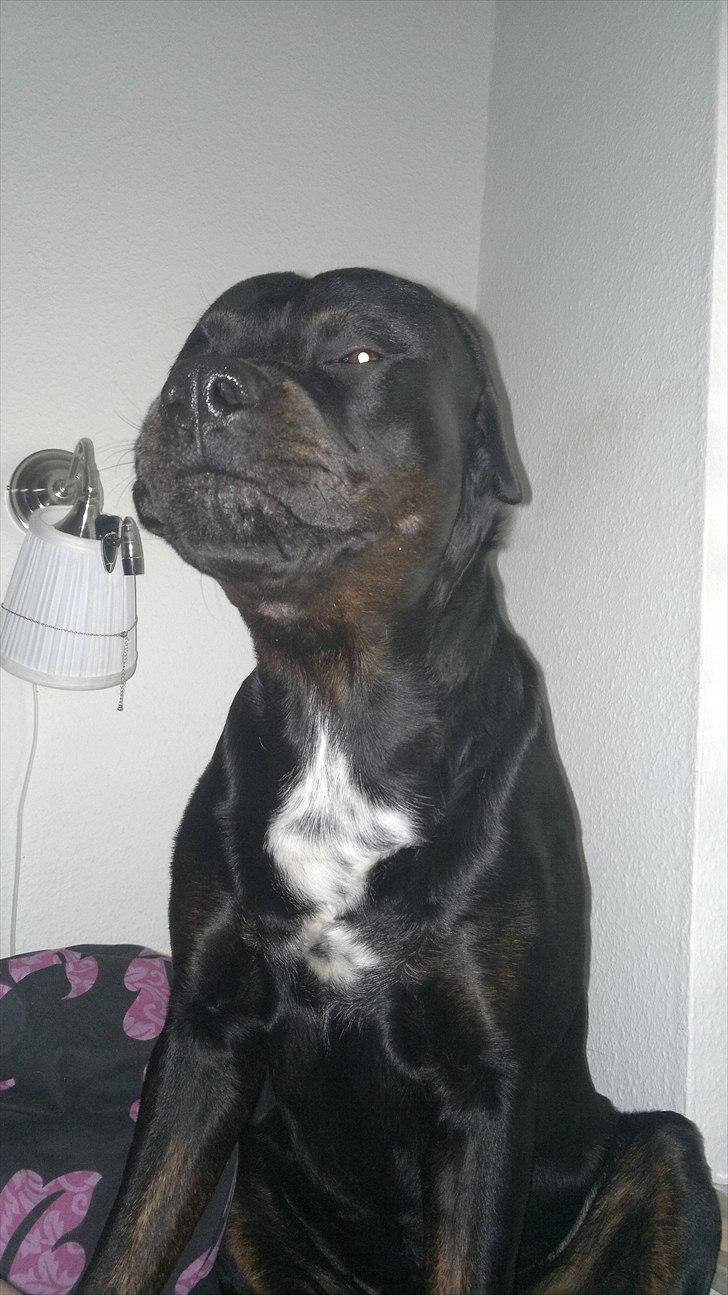 Blanding af racer GD&ROTTWEILER - Cola - billede 1