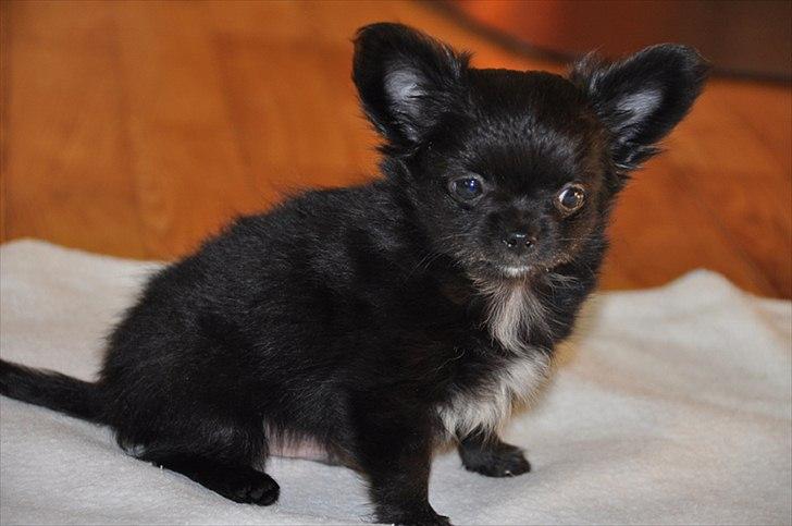 Chihuahua Lise´s Sumo *udstationeret* billede 5