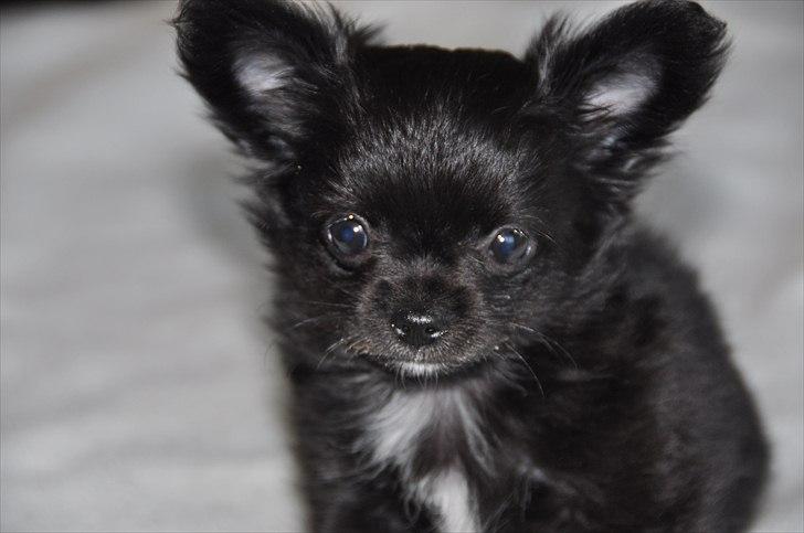 Chihuahua Lise´s Sumo *udstationeret* billede 6